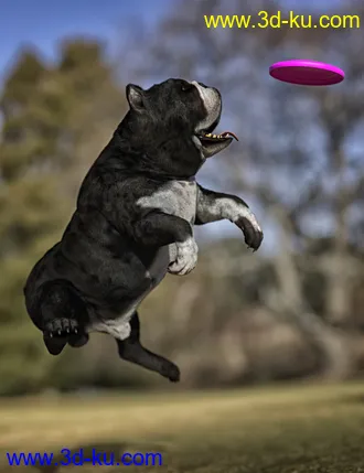 3D打印模型Baxter the English Bulldog for Dog 8的图片