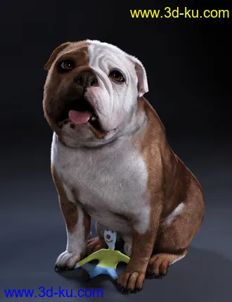 3D打印模型Baxter the English Bulldog for Dog 8的图片
