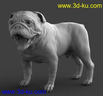 3D打印模型Baxter the English Bulldog for Dog 8的图片