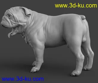 3D打印模型Baxter the English Bulldog for Dog 8的图片