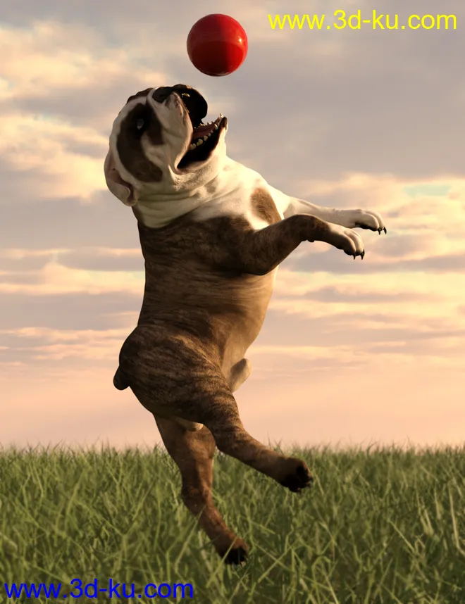 Bulldog Poses For English Bulldog模型的图片2