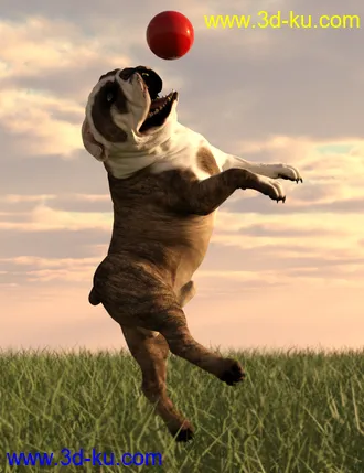 3D打印模型Bulldog Poses For English Bulldog的图片
