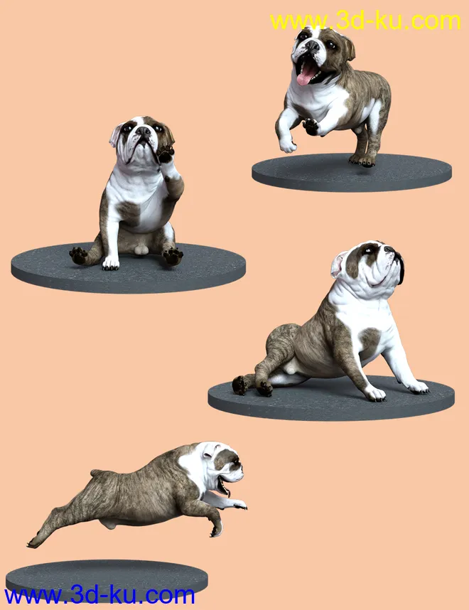 Bulldog Poses For English Bulldog模型的图片3