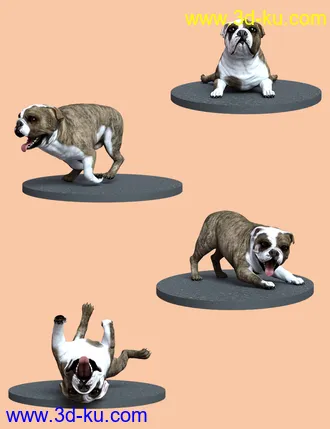 3D打印模型Bulldog Poses For English Bulldog的图片