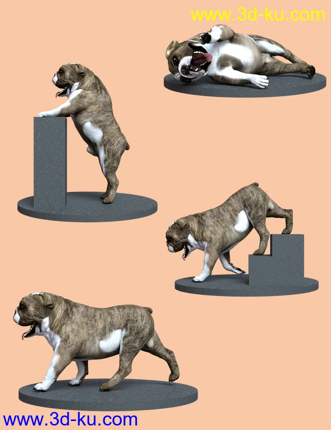 Bulldog Poses For English Bulldog模型的图片5