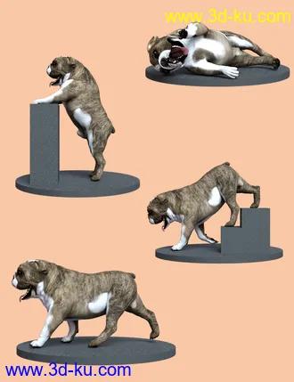 3D打印模型Bulldog Poses For English Bulldog的图片