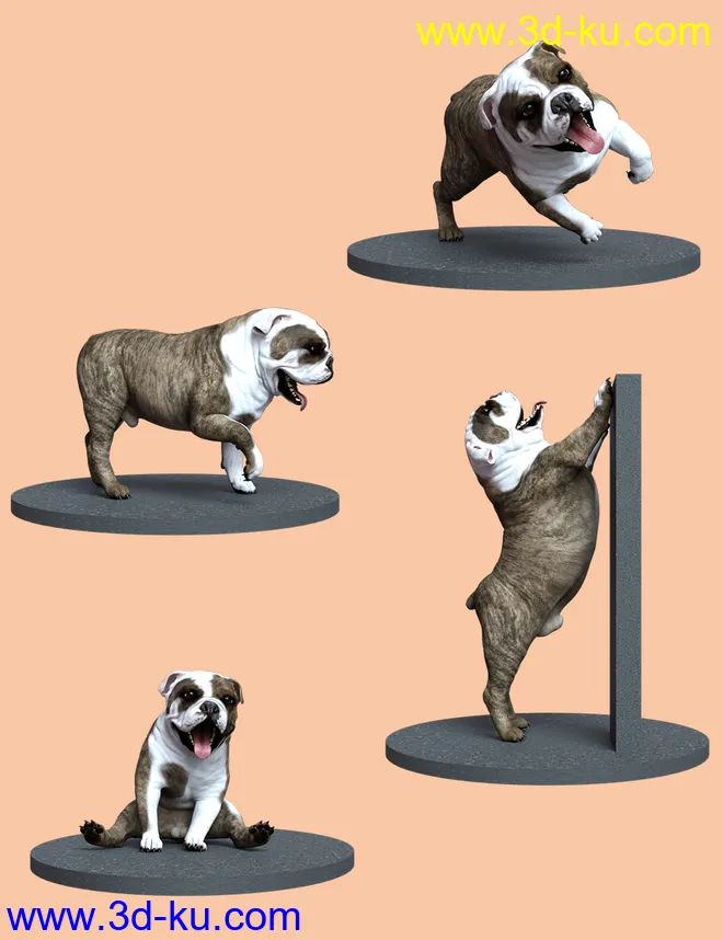 Bulldog Poses For English Bulldog模型的图片6