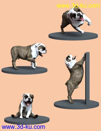 3D打印模型Bulldog Poses For English Bulldog的图片