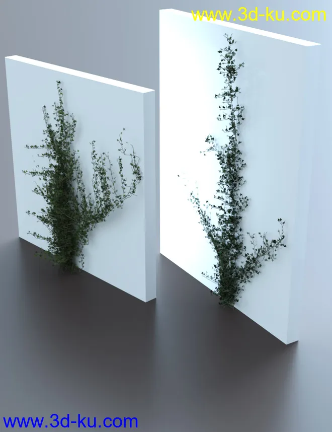 Climbing Vines - Ivy Plants模型的图片6