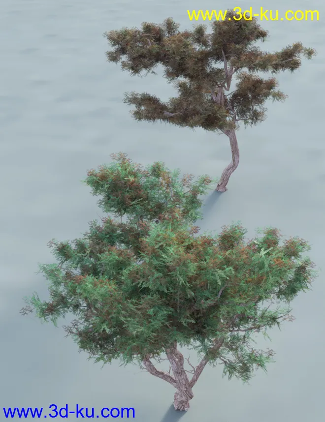 Hawthorn Trees for Daz Studio and Iray模型的图片2