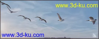 3D打印模型iREAL Animated Flocks of Birds的图片