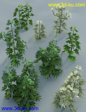 3D打印模型Japanese Aralia - Tropical Shrubs and Foliage的图片