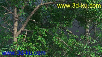 3D打印模型Nature Trees Pack 5的图片