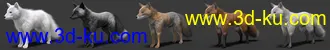 3D打印模型Oso Fox for Daz Dog 8 with dForce Hair的图片