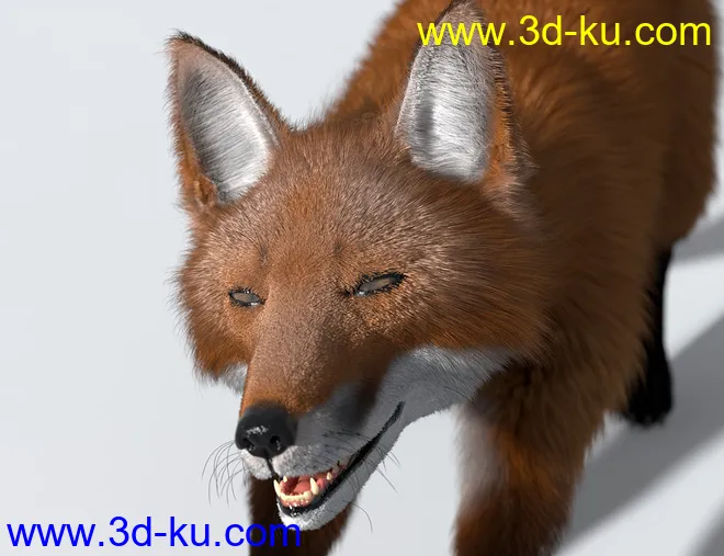 Oso Fox for Daz Dog 8 with dForce Hair模型的图片14