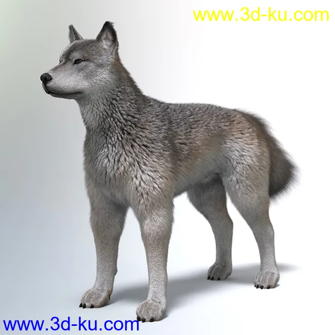Oso Fox for Daz Dog 8 with dForce Hair模型的图片16
