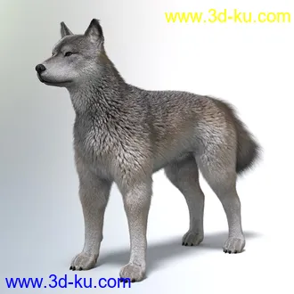3D打印模型Oso Fox for Daz Dog 8 with dForce Hair的图片