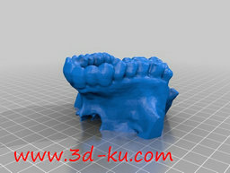3D打印模型人体的上颌骨的图片