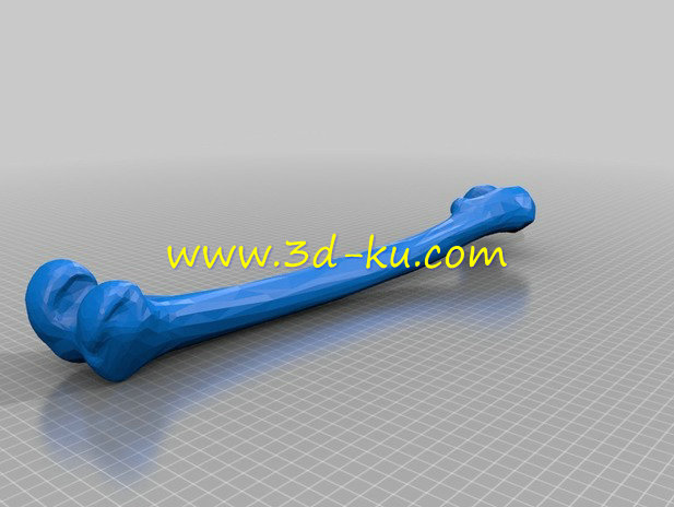 右腿的长骨头模型的图片4