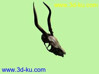 3D打印模型狍子头骨的图片