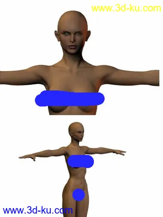 超标准男女人体模型的图片
