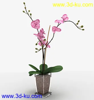 植物模型的图片