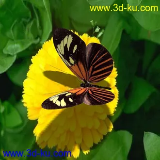 3D打印模型蝴蝶，有贴图的图片