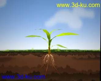 玉米模型的图片