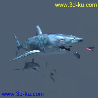 3D打印模型鲨鱼，有贴图3DS的图片