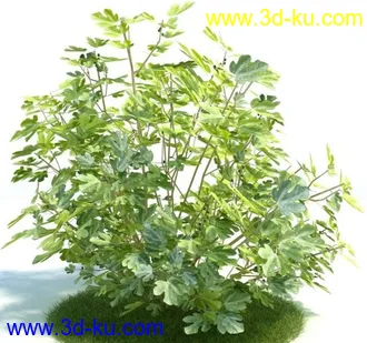 3D打印模型无花果的图片