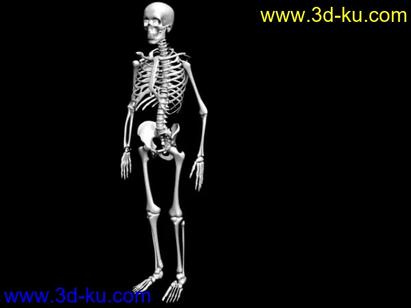 练习专用----高精人骨模型和一款带动作贴图和骨骼的人体模型的图片4