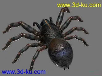 3D打印模型蜘蛛的图片