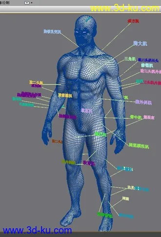 3D打印模型人物肌肉一览的图片