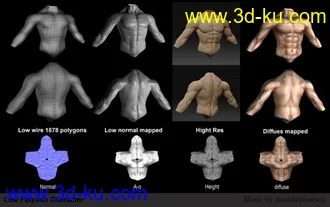 3D打印模型人体躯干的图片