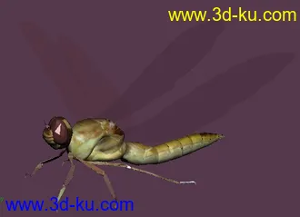 三十一个，动物类，昆虫类，模型+贴图+渲染图的图片