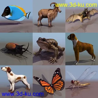 一组动物模型1的图片