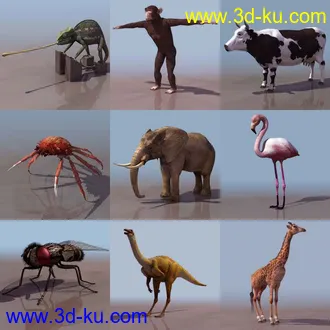 一组动物模型2的图片
