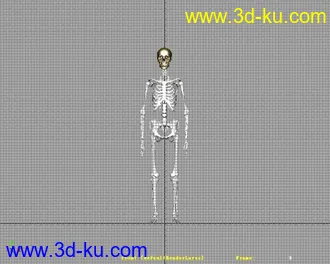 人物骨骼高精模型的图片