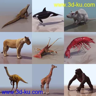 一组动物模型3的图片