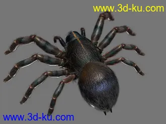 蜘蛛的模型mb文件含贴图的图片