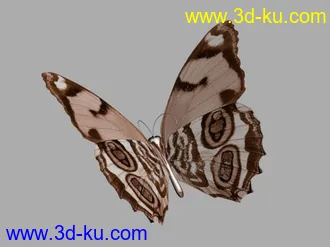 3D打印模型一组蝴蝶的图片