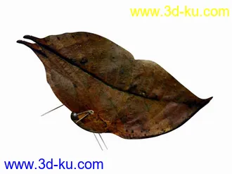 3D打印模型一组蝴蝶的图片