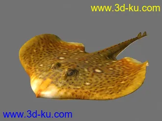 3D打印模型奎鱼的图片