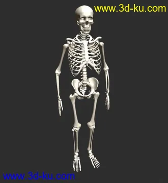 3D打印模型高精度人体骨骼 高模的图片