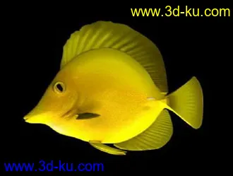 3D打印模型可爱的小黄鱼的图片