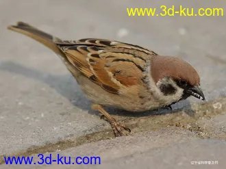 3D打印模型麻雀的图片