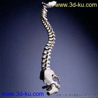 高精度脊椎模型的图片