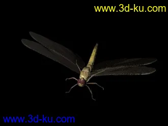 3D打印模型蜻蜓一枚  囧~~  发错版块了....MAX...的图片