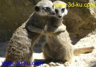 3D打印模型猫鼬就是狮子王里的丁满。。。的图片