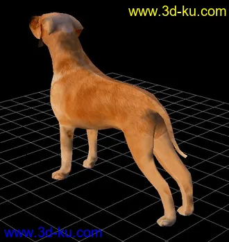 3D打印模型一只写实的狗的图片